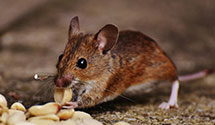 24 Hour & Emergency Exterminators in Hasbrouck Heights, NJ
